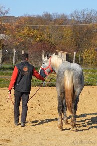 Predám ťažného koňa - Percheron - 15