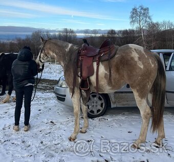 APH APHA PAINT HORSE ŽREBEC pripúšťanie - 15