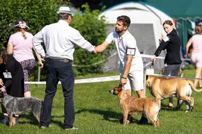 ACD Austrálsky dobytkársky pes CATTLE DOG - 15