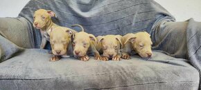 Americký pitbulterier pitbull pit bull silverfawn lilac rare - 15