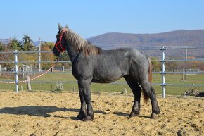 Predám žrebca - Percheron - 15