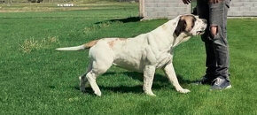 BOERBOEL BALLOTADA -búrský buldok - jihoafrický boerboel - 15