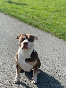 American bully Classic / Standard k odběru - 15