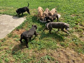 Pocket American Bully - 15