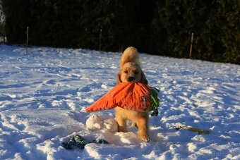 GOLDEN RETRIEVER-zlaty retrivr, zlaty retriever , american G - 15