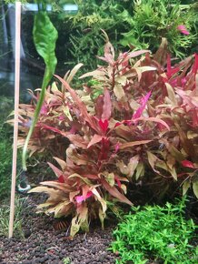 Akvarijne rastliny zo strihania - 15