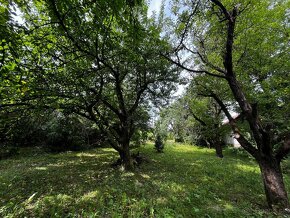 Viničný domček s vinicou a sadom - 15