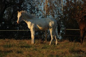 Fewspot Appaloosa colt - 16