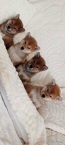 Shiba Inu - 16