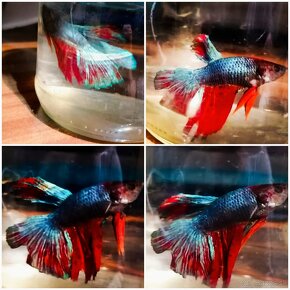 Betta Splendens -Bojovnica Pestrá - 16