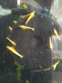 Krevetky neocaridina davidi yellow - 16