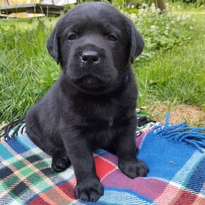 Labrador retriever šteniatka  s PP - 16