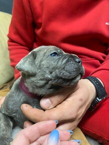 Cane Corso - 16