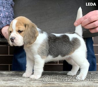 Bígel Bigl Beagle s PP FCI (bicolor, tricolor) - 16