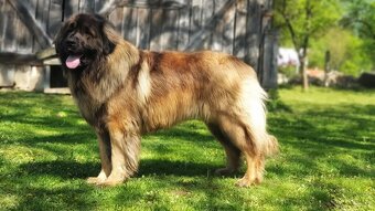 Leonberger s PP - 16