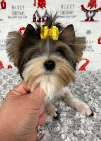 Yorkshirsky terier - Biewer - Yorkshire terrier - Jorkšír - 16