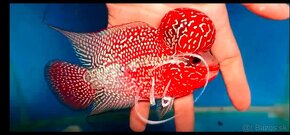 Flowerhorn - 16