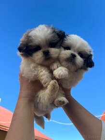 Teacup Maltipoo / doodle/ - 16