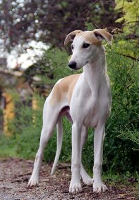 Vipet / Whippet - 16