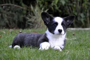 Welsh Corgi Cardigan FCI- krásná dívka - 16