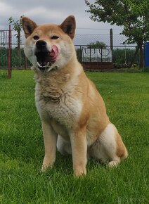 Shiba inu fenka s PP - 16