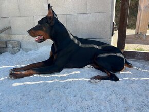 Doberman šteniatka - 16