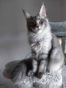 MAINE COON - mainská mývalia s PP - 16