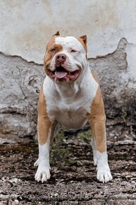 American bully xl ke krytí - 16