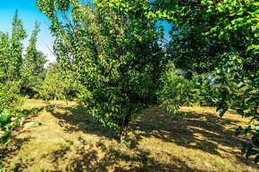 "Znížená cena"veľký stavebný pozemok s ovocným sadom, Málaš. - 16