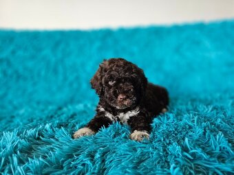 LAGOTTO ROMAGNOLO-brown, with super ped. FCI - 16