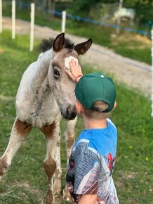 Ročná Appaloosa kobylka - 16