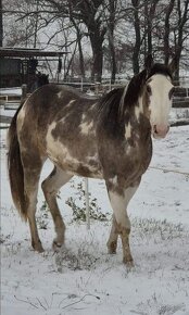 APH APHA PAINT HORSE ŽREBCE pripúšťanie - 16