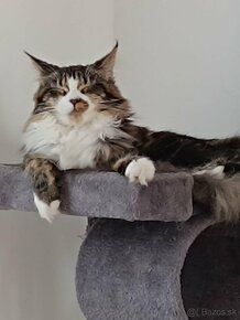 Maine coon macicka - 16