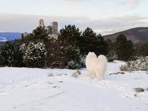 Samojed s PP LA TORRE ROJA - 16