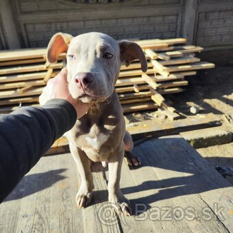 Americký pitbulterier pitbul pitbull silver lilac rare Topp - 16