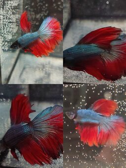 Betta Splendens - Bojovnica Pestrá. - 16