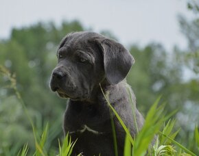 Cane Corso s PP (FCI) - 16