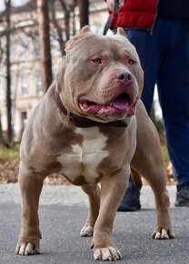 American Bully Xl - 16