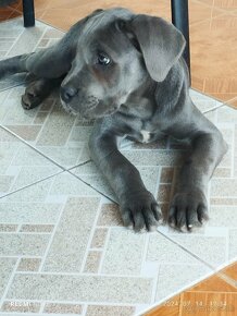 Cane Corso - 16