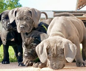 Cane Corso s PP - 16