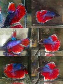 Betta Splendens -Bojovnica Pestrá - 16