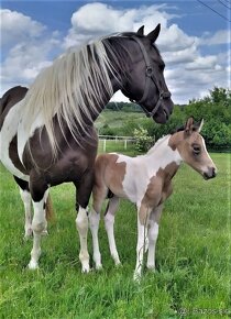 Připouštěni kvalitní plemeníci PAINT HORSE-HOMOZYGOT - 16