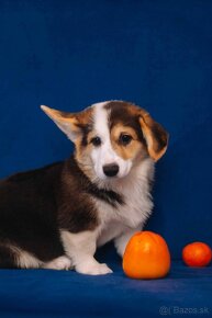 Welsh Corgi Pembroke - 16