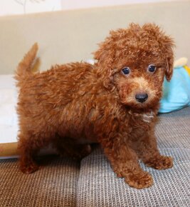 Toy pudla, Red Toy Poodle, Red Toy Pudel - 16