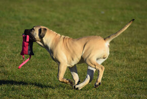 boerboel Ballotada - 2 krásné feny -6měsíců - 16