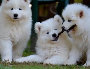 Samojed s PP FCI- LA TORRE ROJA - 16