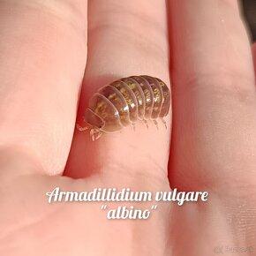 ❤️Najväčšia zbierka isopod - 16