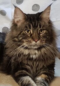 Mainská Mývalia, Maine Coon mačiatka, MCO - 16