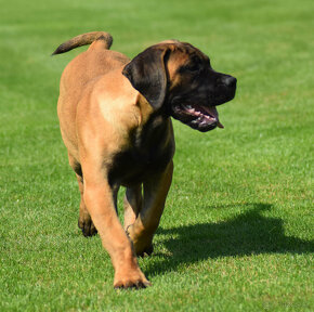 búrský buldok- boerboel - 16