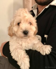 Mini maltipoo +36209877091 - 16